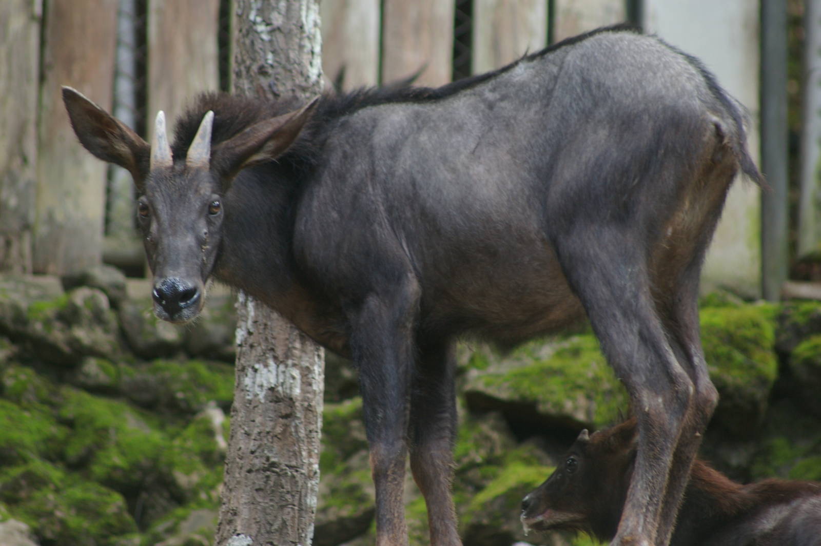 maned serow (Capricornis sumatraensis)