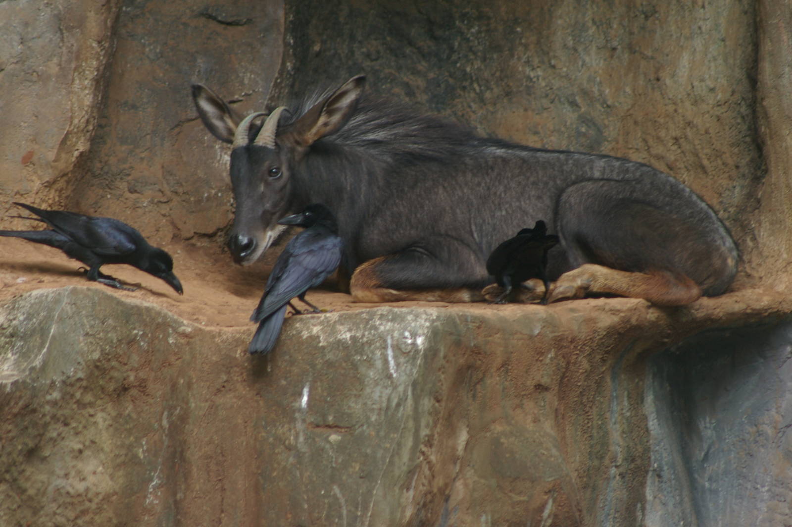 maned serow, Dusit Zoo (Bangkok)