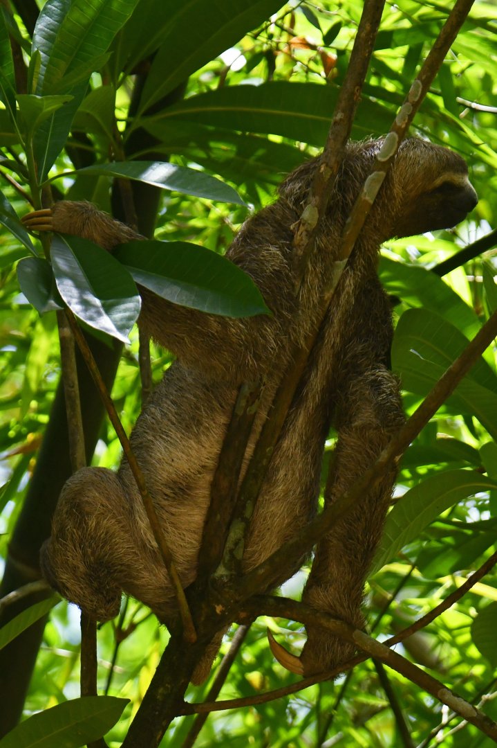 Maned sloth (Bradypus torquatus)