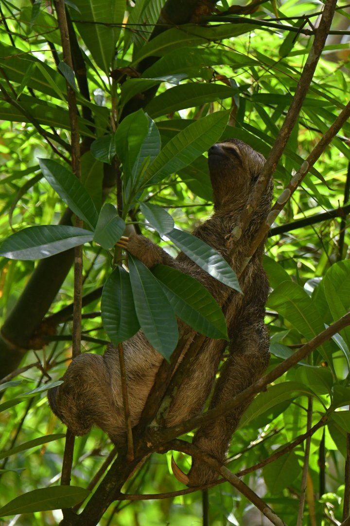 Maned sloth (Bradypus torquatus)