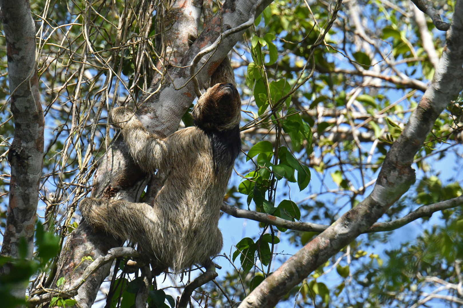 Maned sloth (Bradypus torquatus)