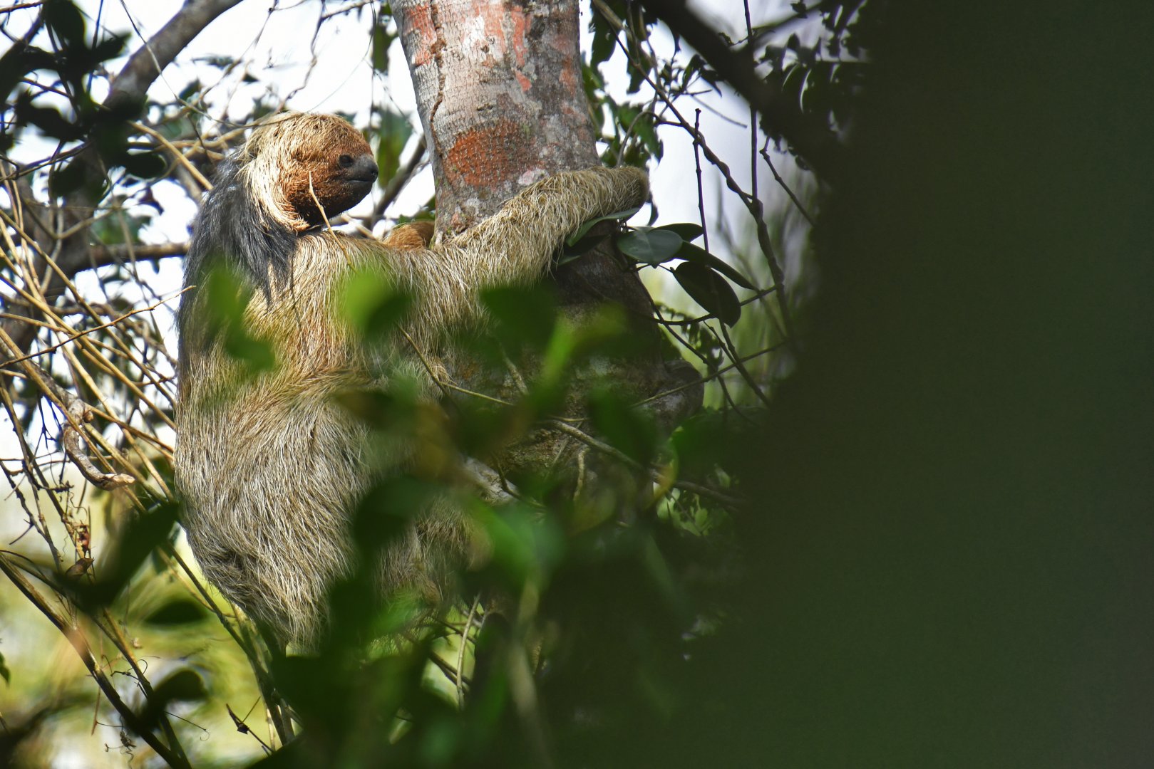 Maned sloth (Bradypus torquatus)