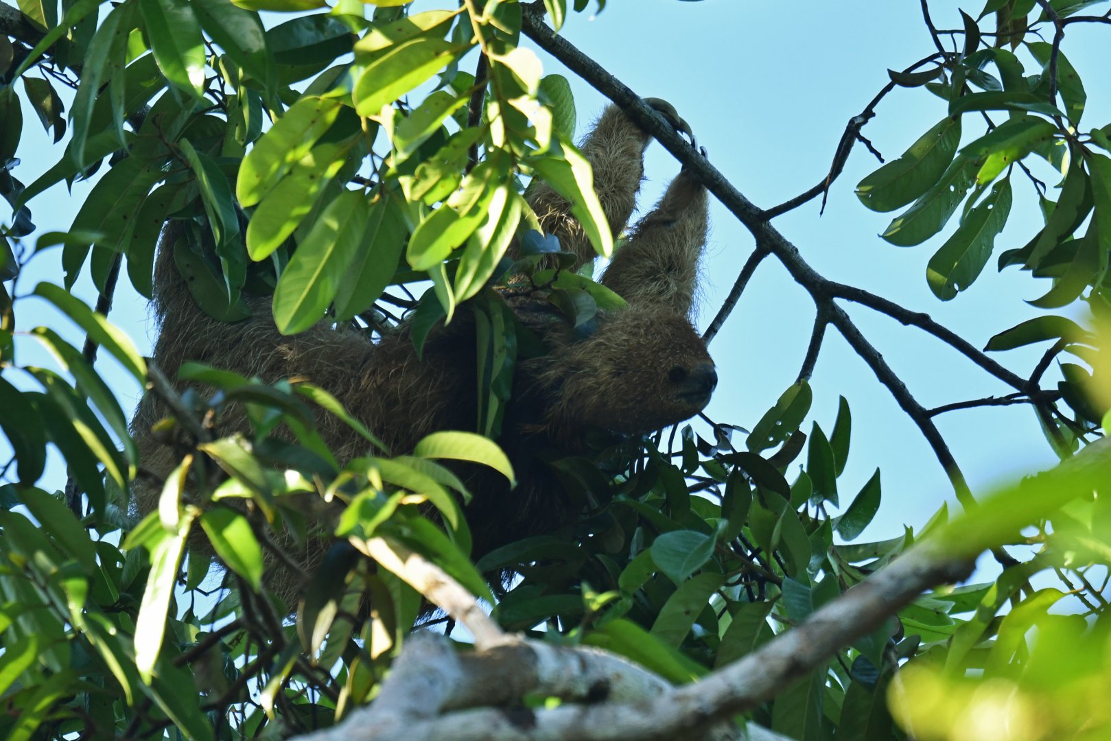 Maned sloth Bradypus torquatus