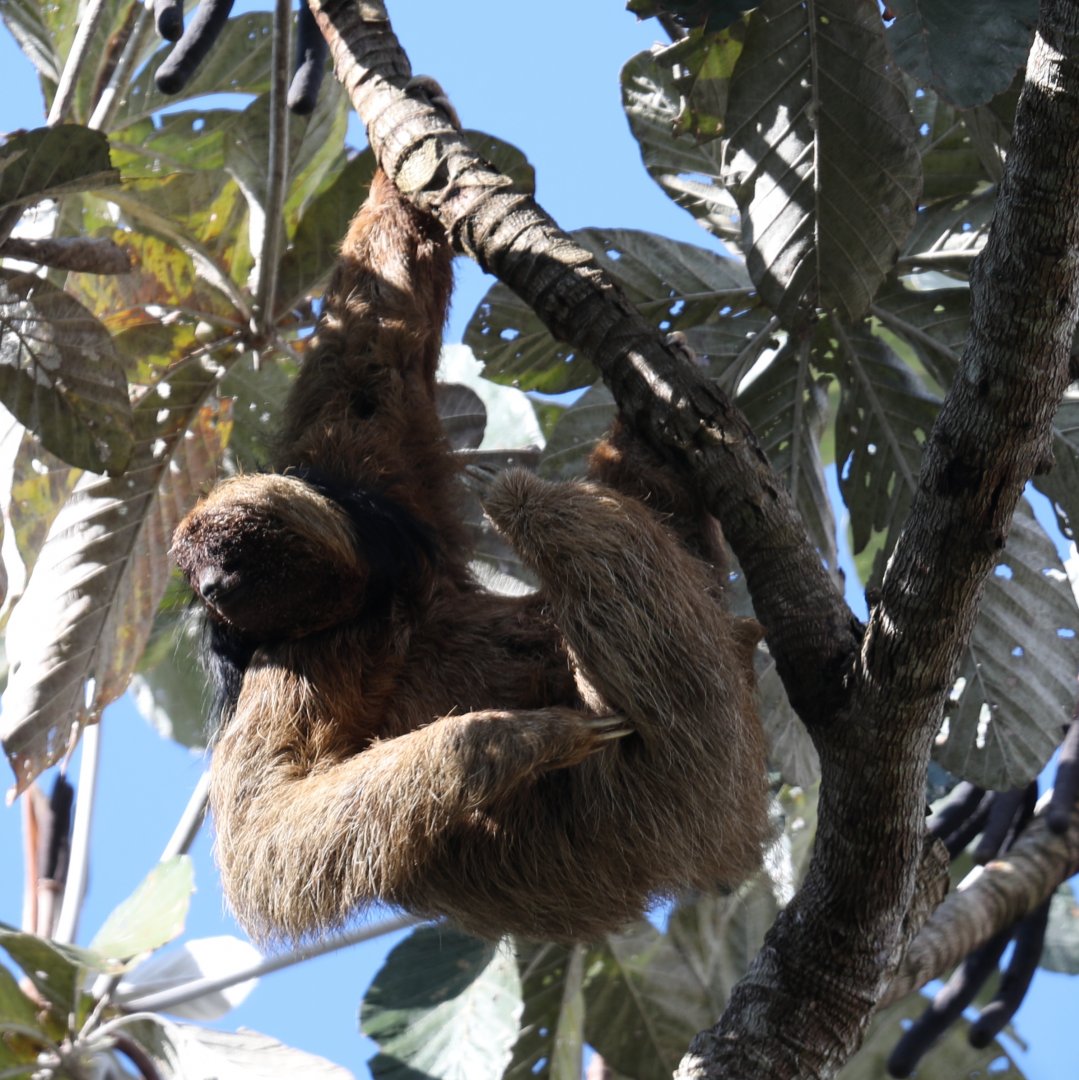 maned sloth (Bradypus torquatus)