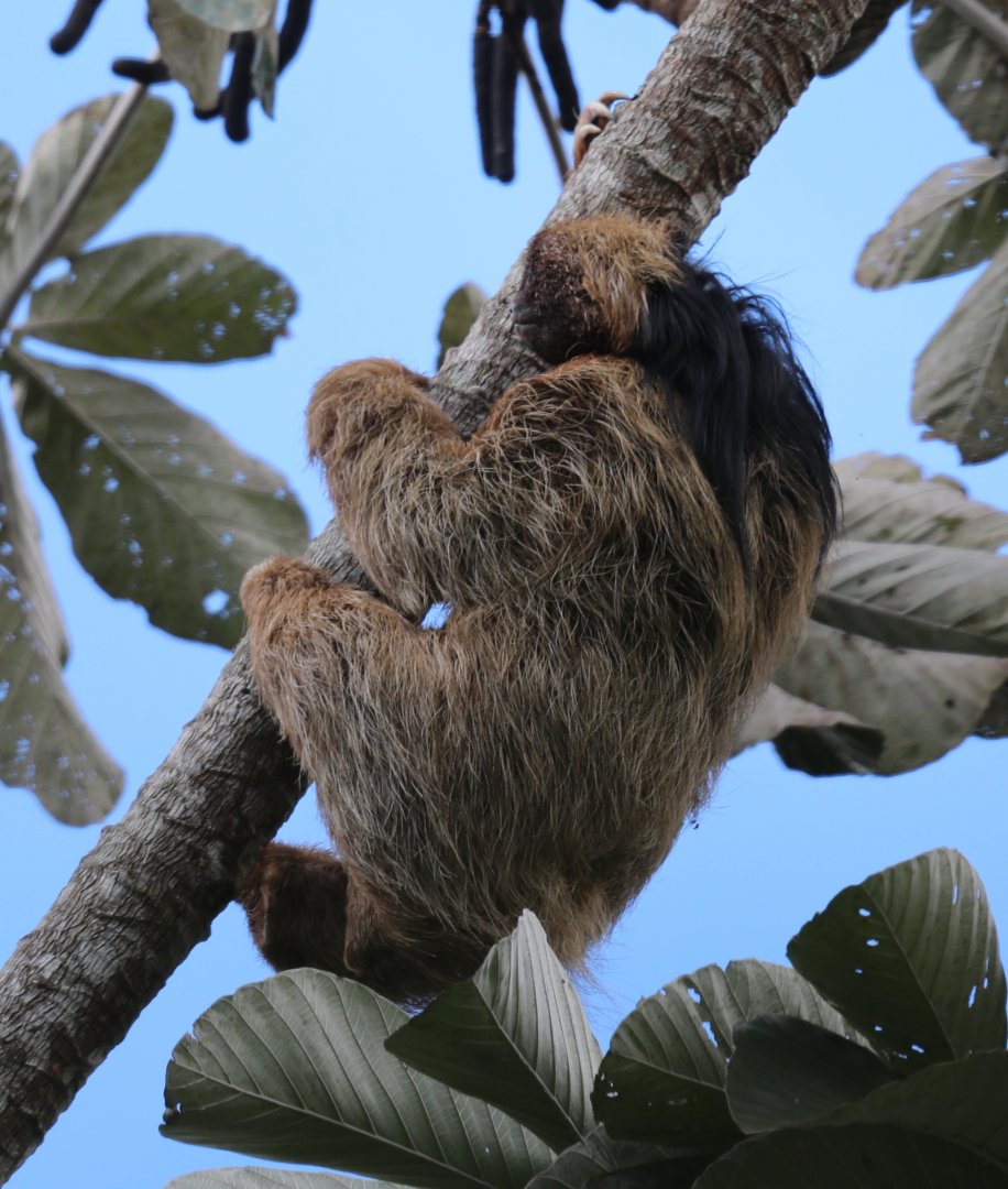 maned sloth (Bradypus torquatus)