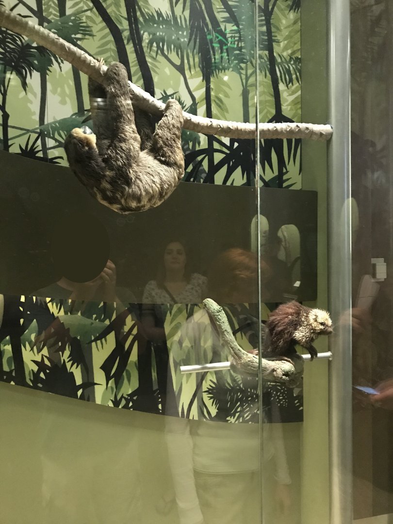 Maned three-toed sloth and Prehensile-tailed porcupine