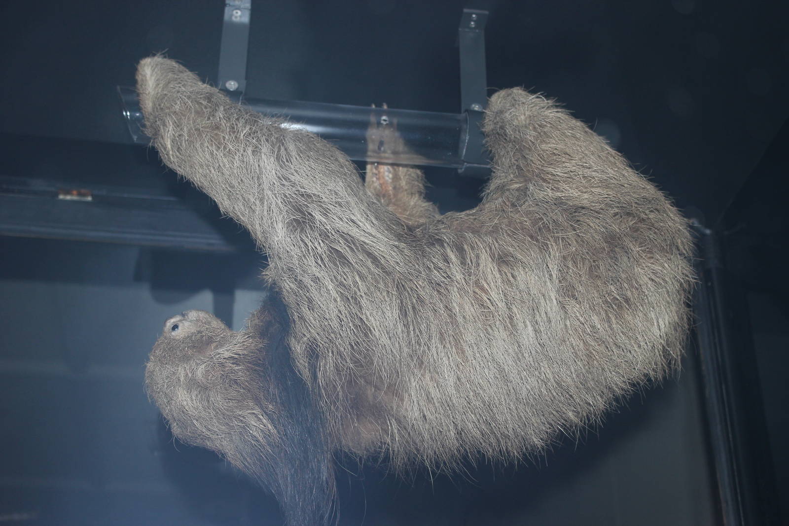 Maned three-toed sloth (Taxidermy)