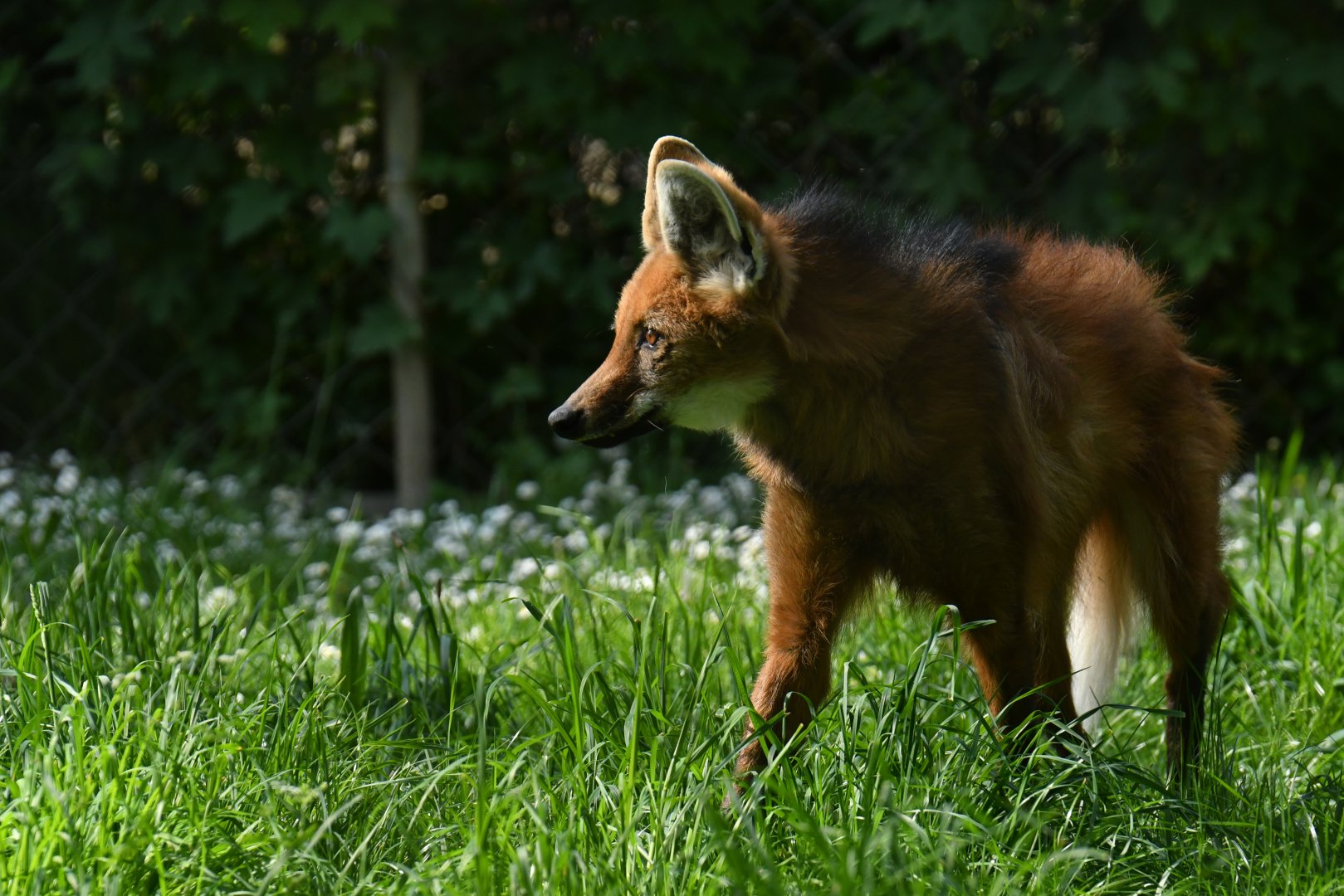 Maned wold (Chrysocyon brachyurus)