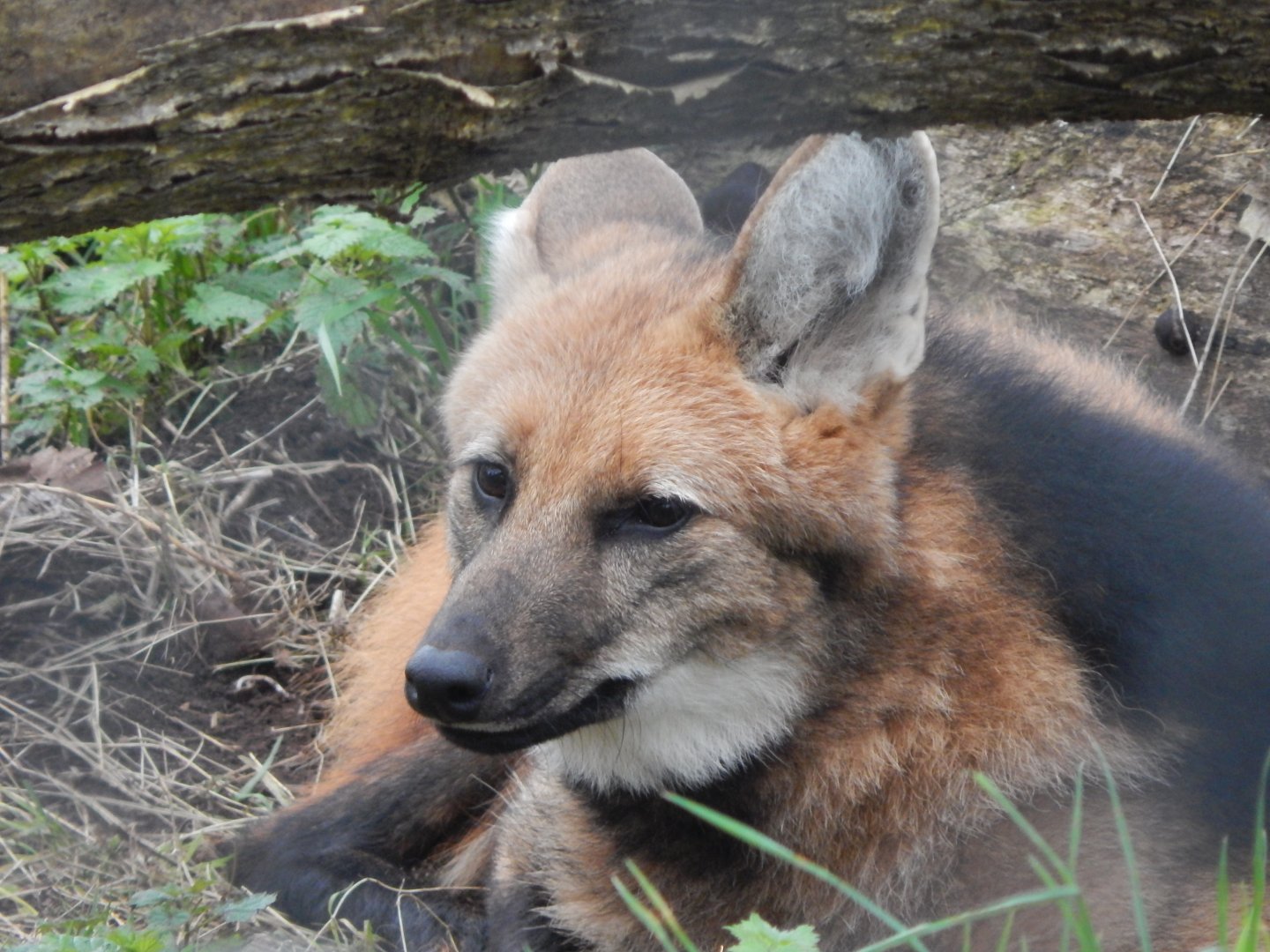 Maned wolf 050224