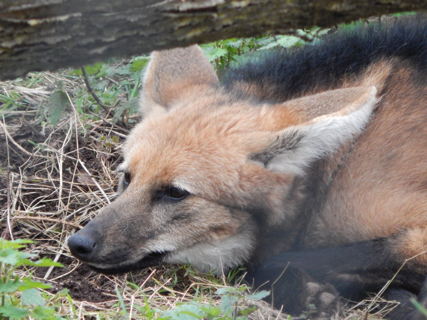 Maned wolf 050224