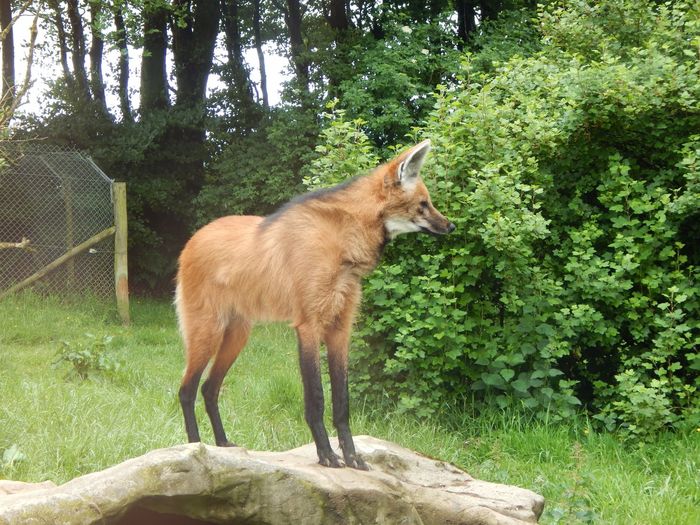 Maned wolf 050625
