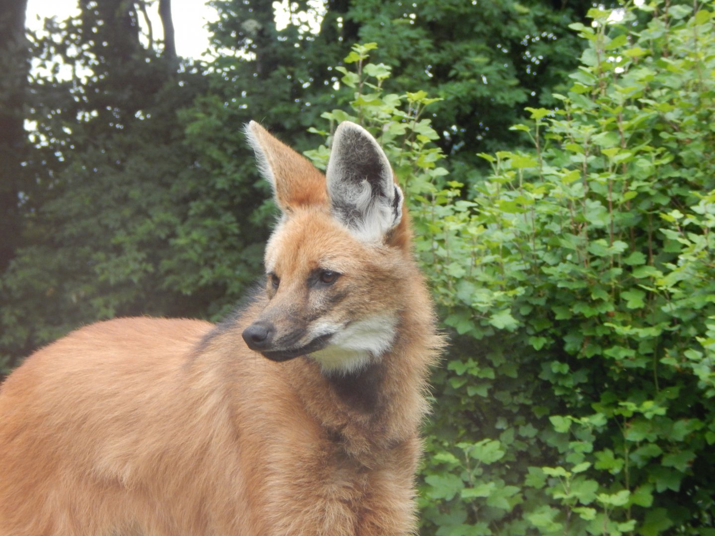 Maned wolf 050625