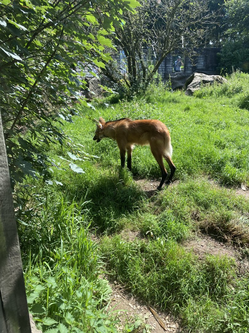 Maned wolf 070820