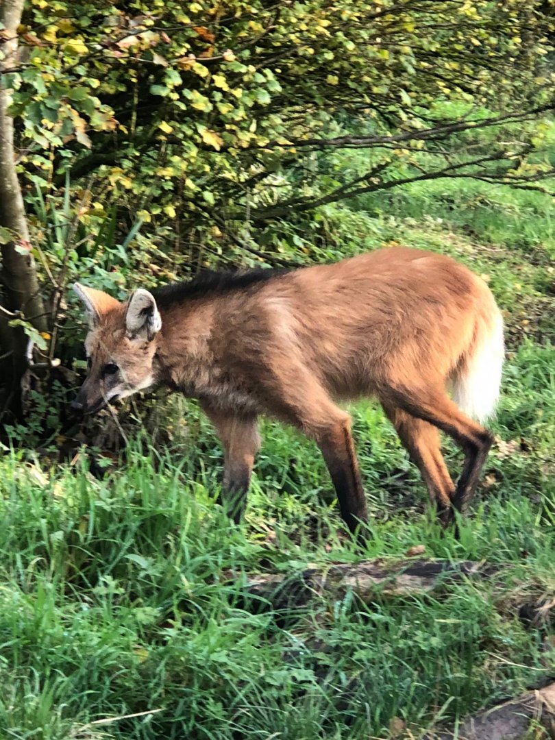 Maned wolf 101119