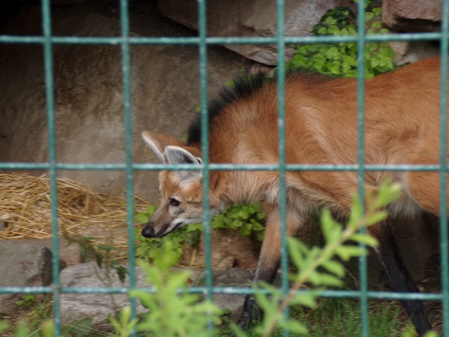 Maned wolf 13.7.25