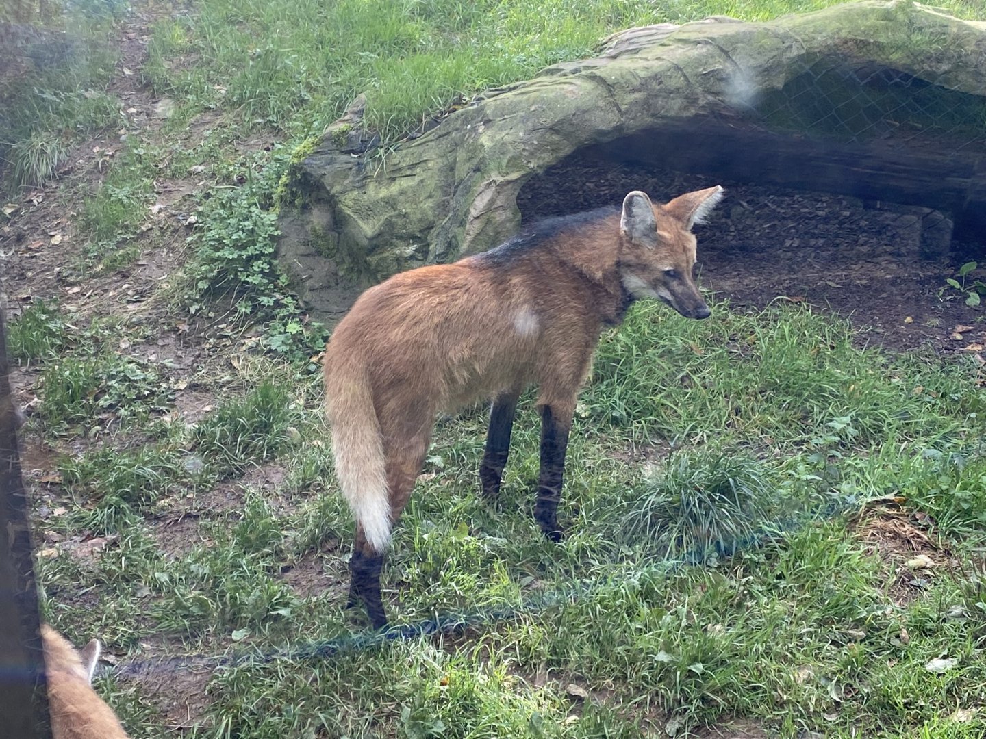 Maned Wolf 141023