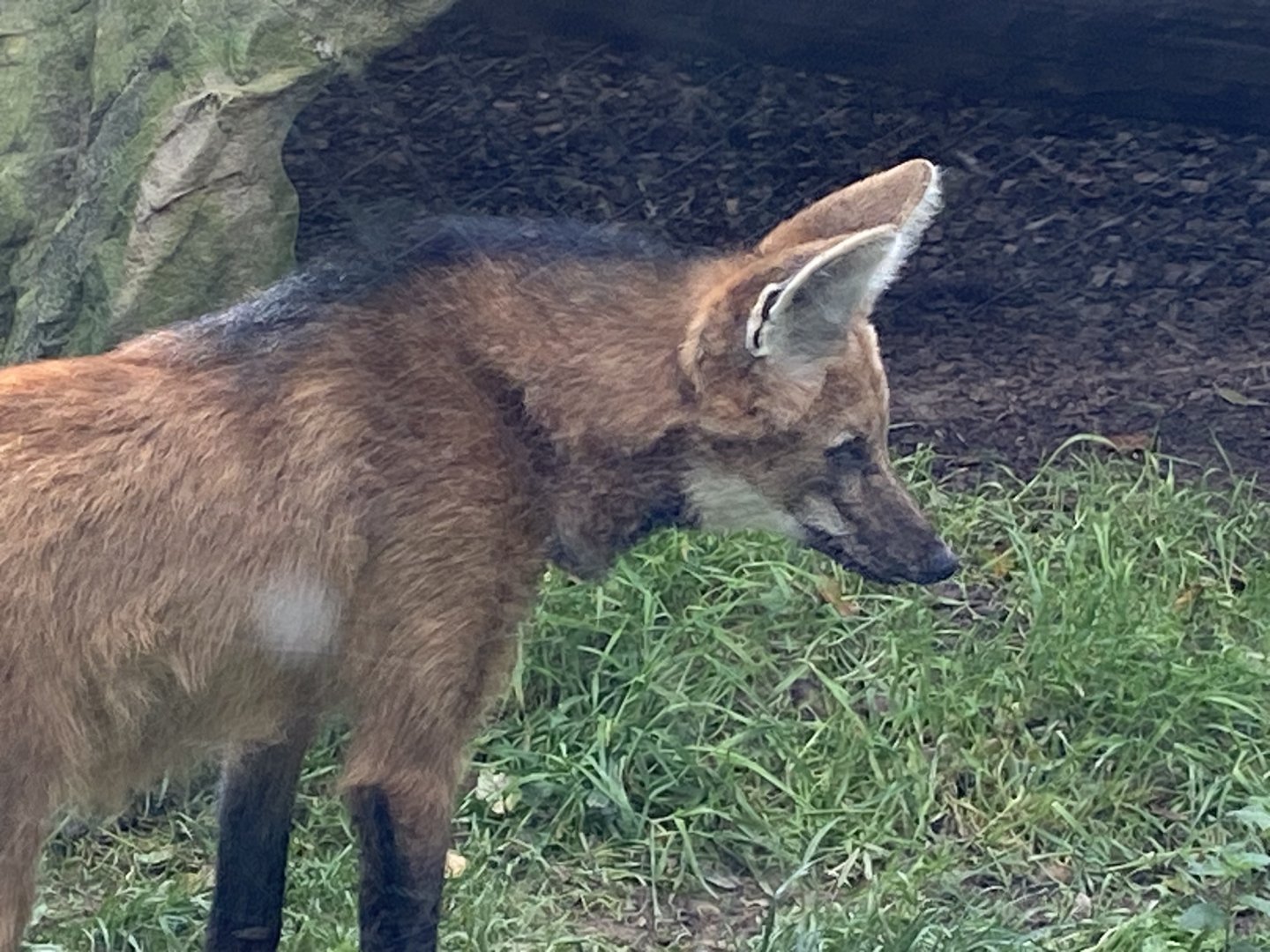 Maned Wolf 141023