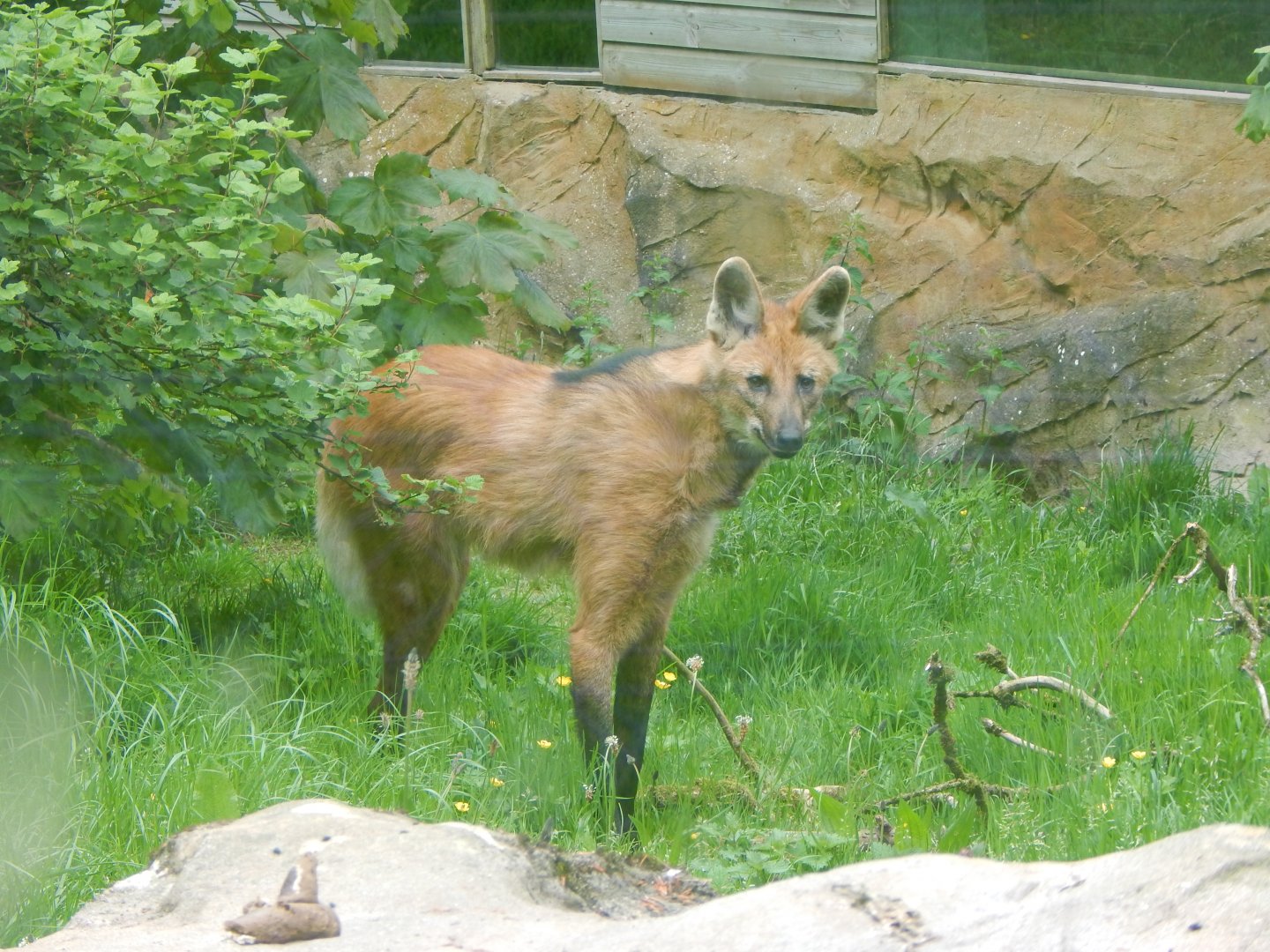 Maned wolf 150522