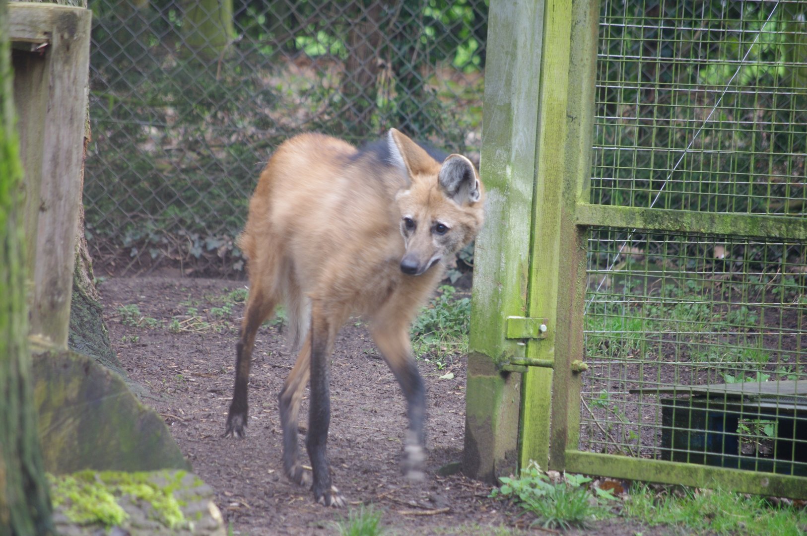 Maned Wolf- 19/2/2024