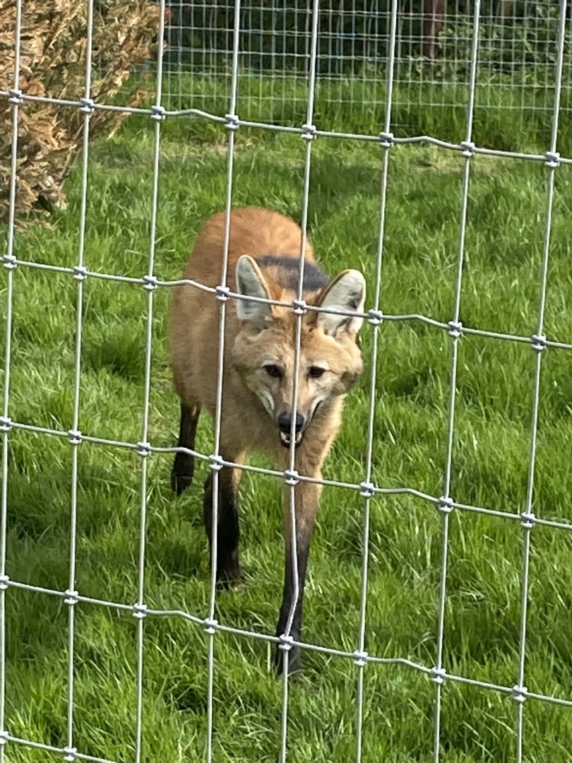 Maned wolf 190422