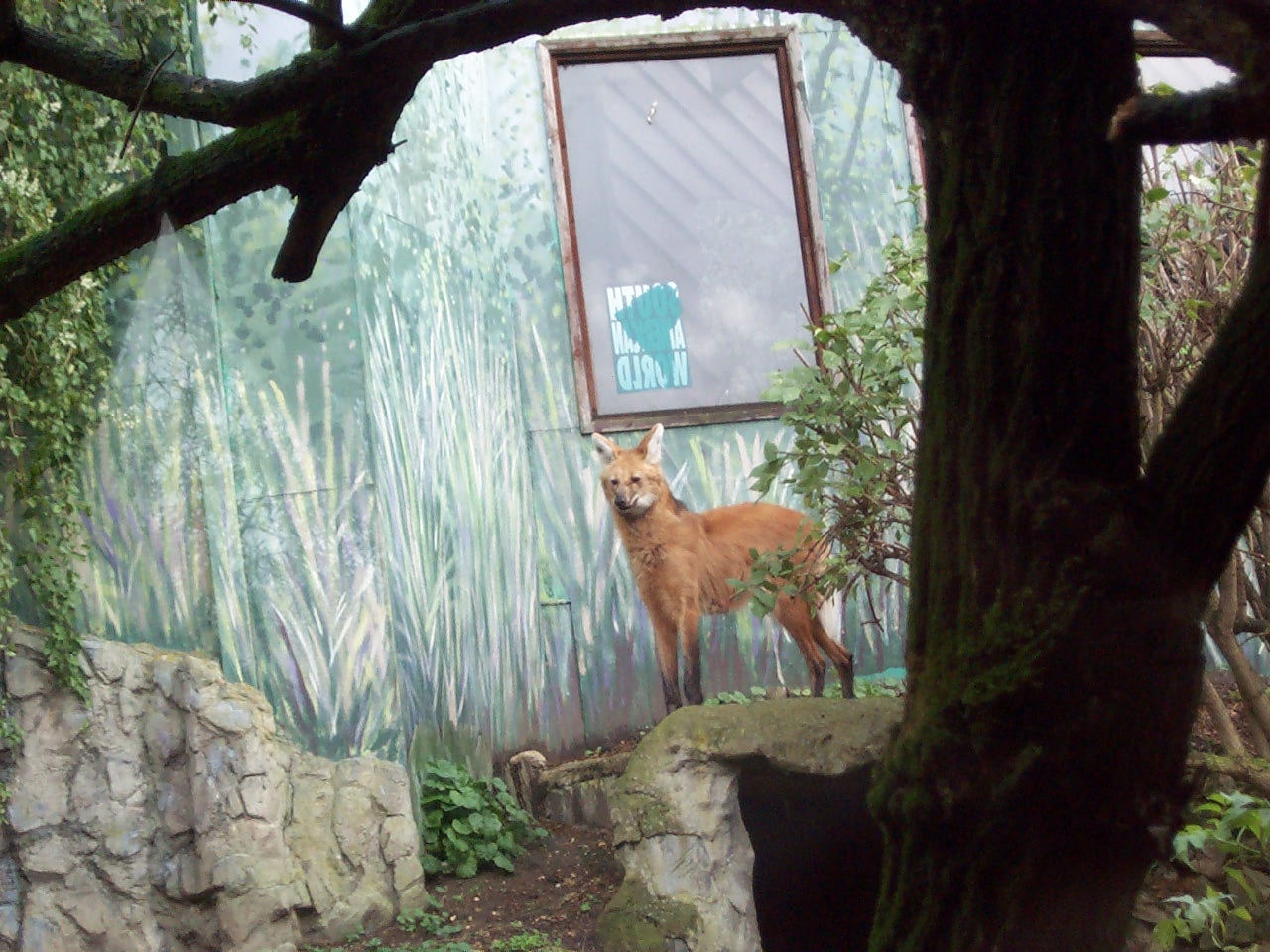 maned wolf 2001