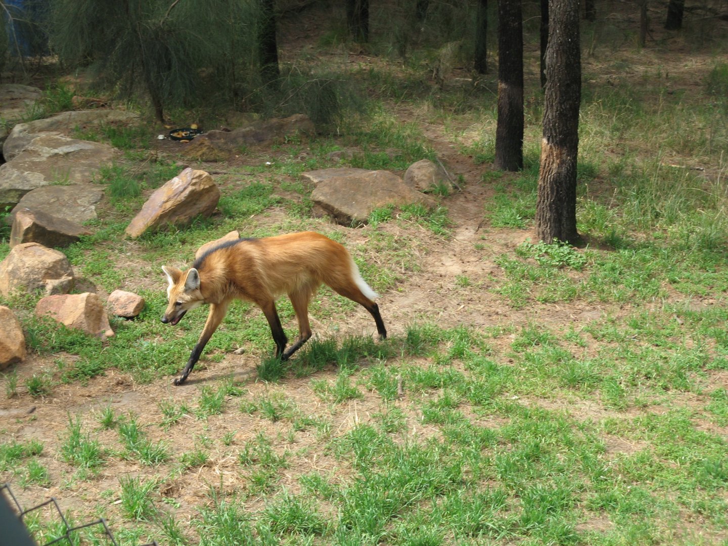 Maned Wolf (2009)