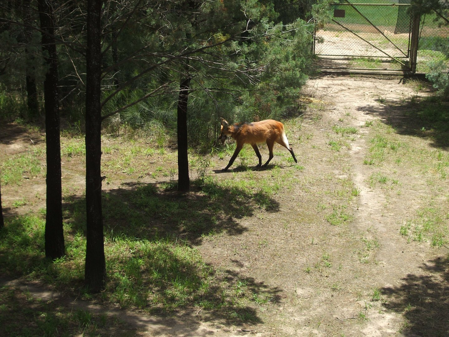 Maned Wolf, 2010