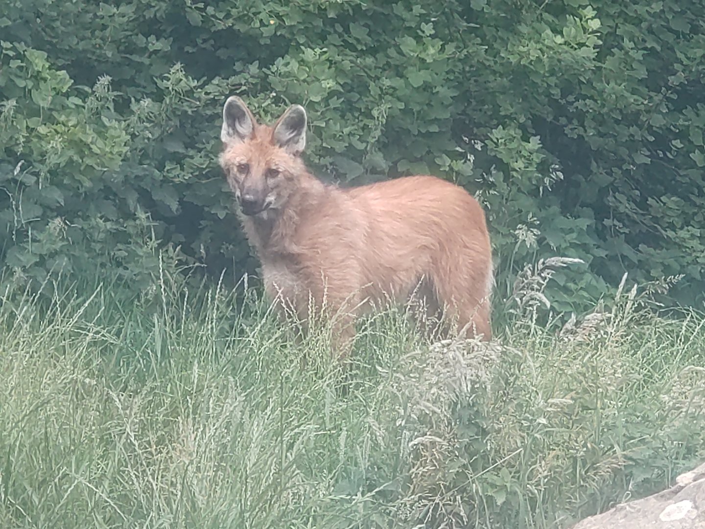 Maned Wolf 25/6/23