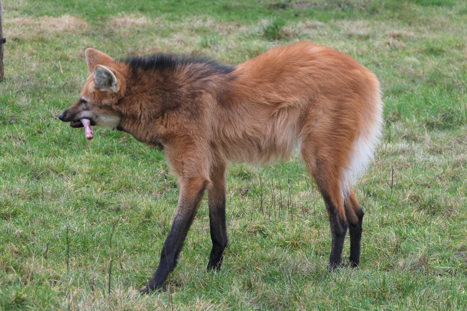 Maned Wolf - 3/1/19 - Hamerton