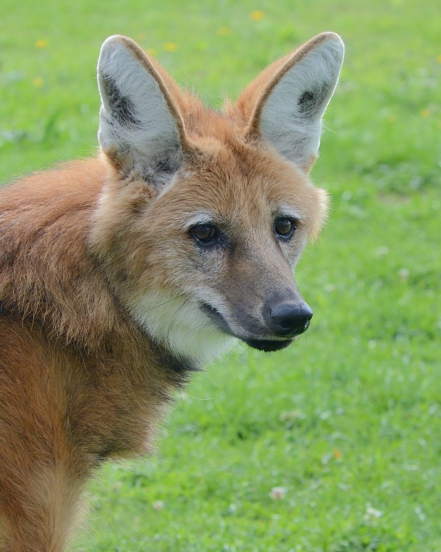 Maned Wolf 30/08/2020