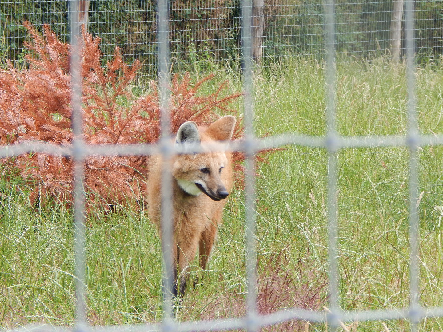 Maned wolf 300623