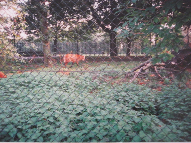 Maned Wolf  6/10/99.