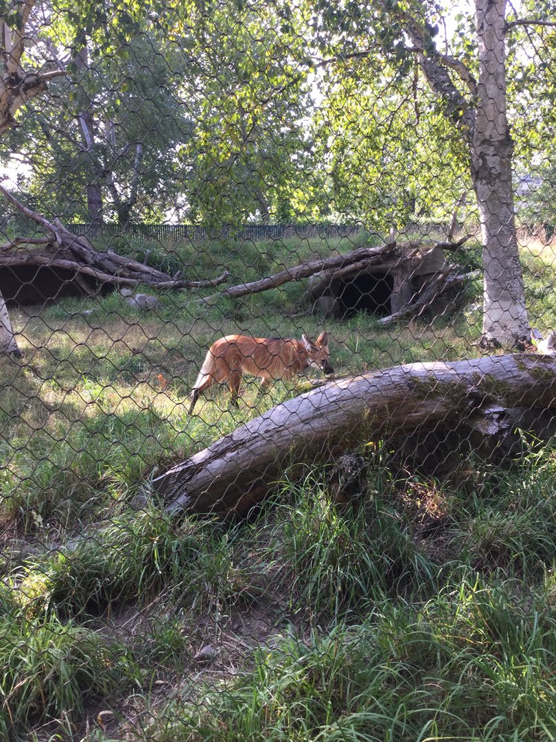 Maned “Wolf” 8/3/19