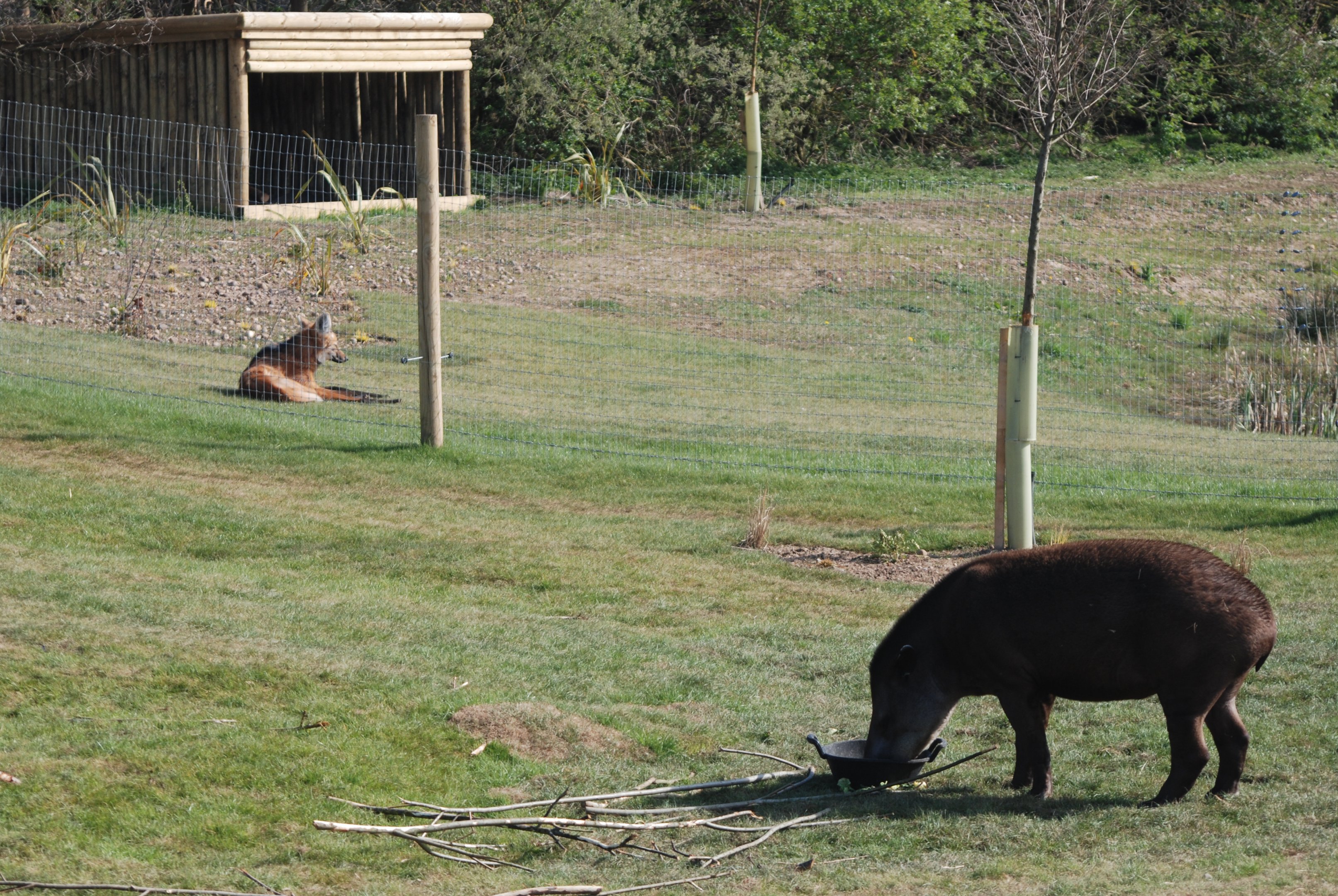 Maned Wolf and Brazilian Tapir at Yorkshire WP, 18th April 2021