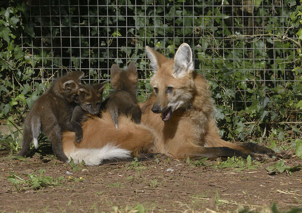 Maned wolf and cubs