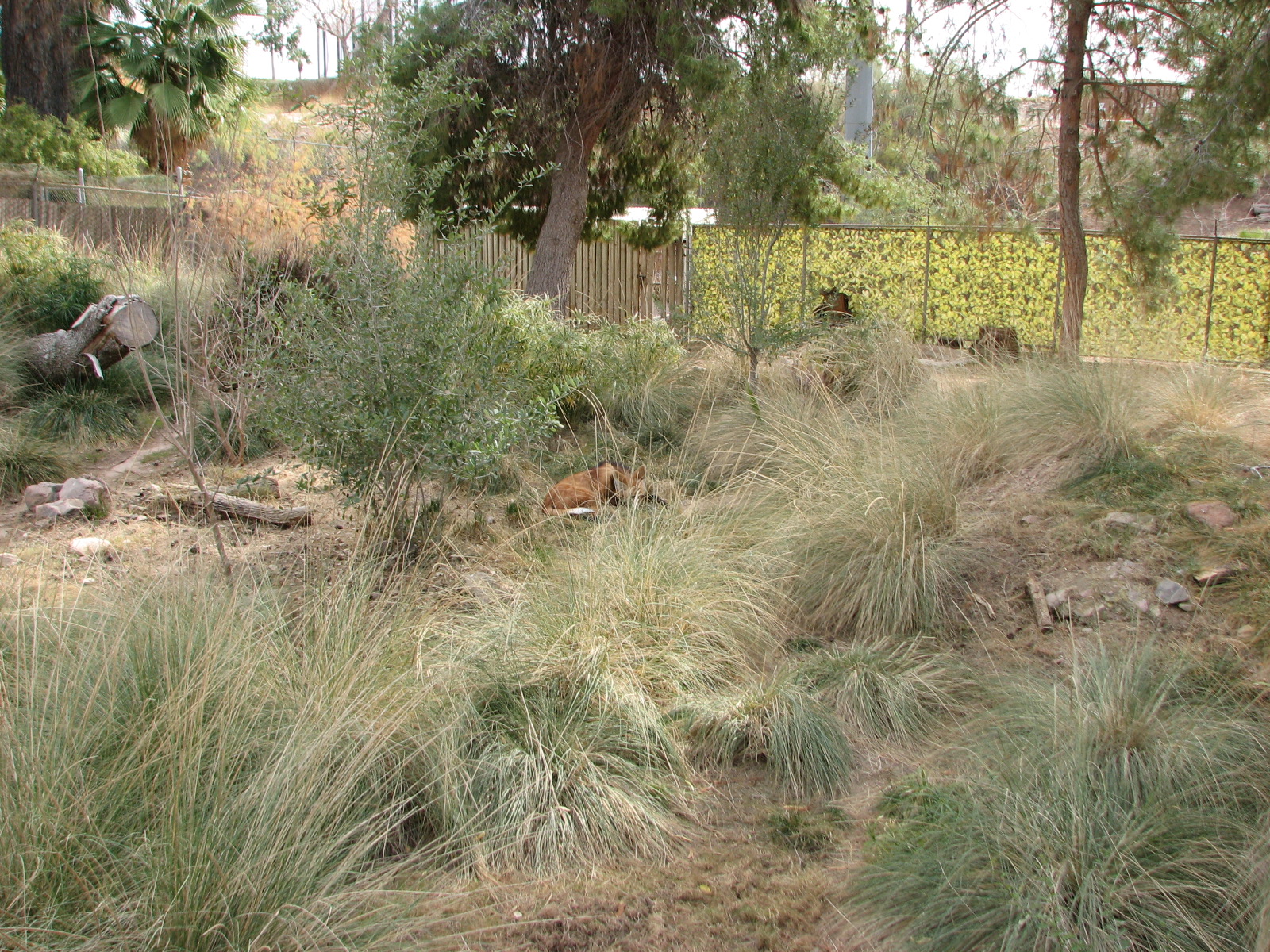 Maned Wolf and Giant Anteater Exhibit
