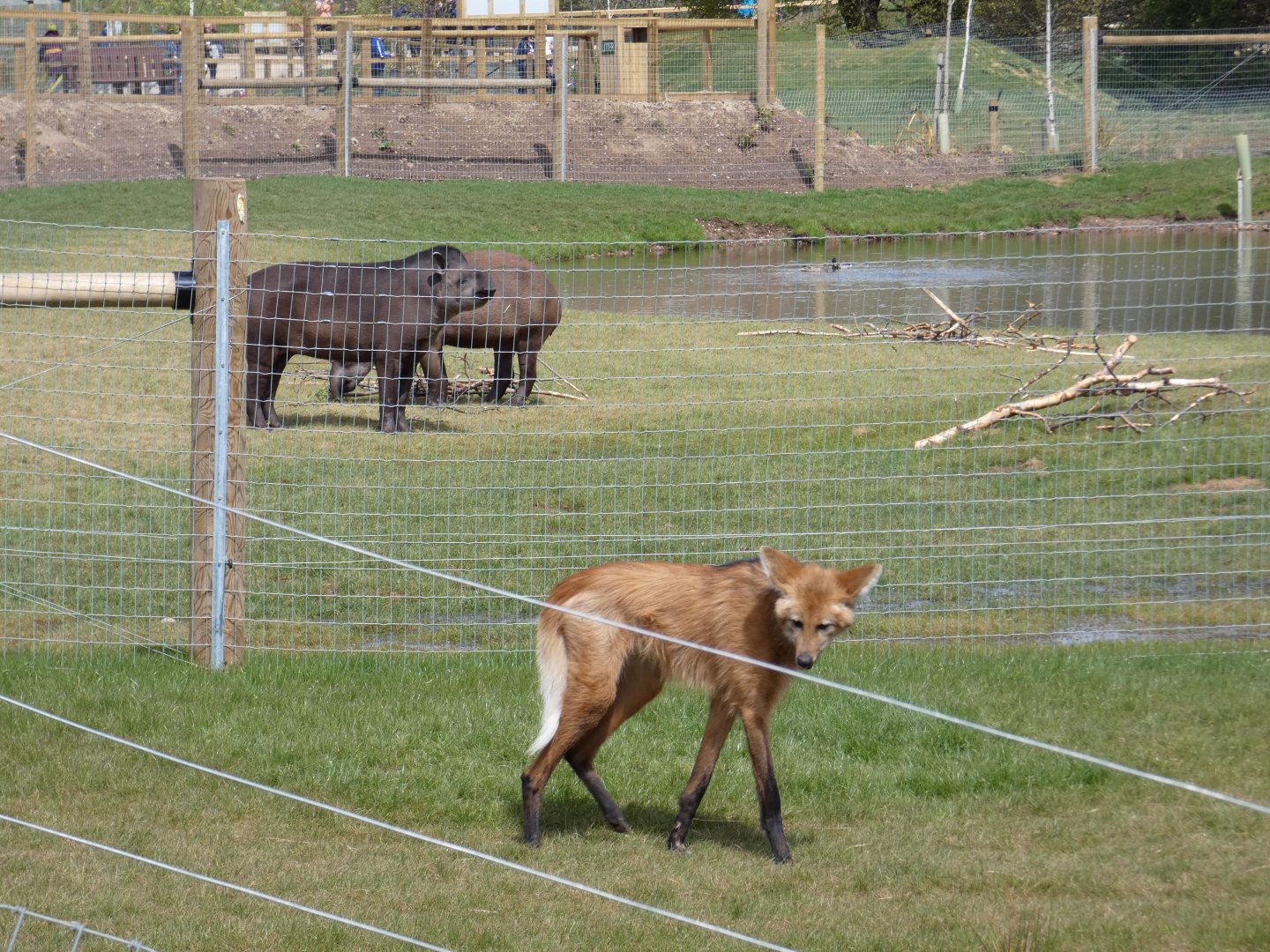 Maned wolf and tapir