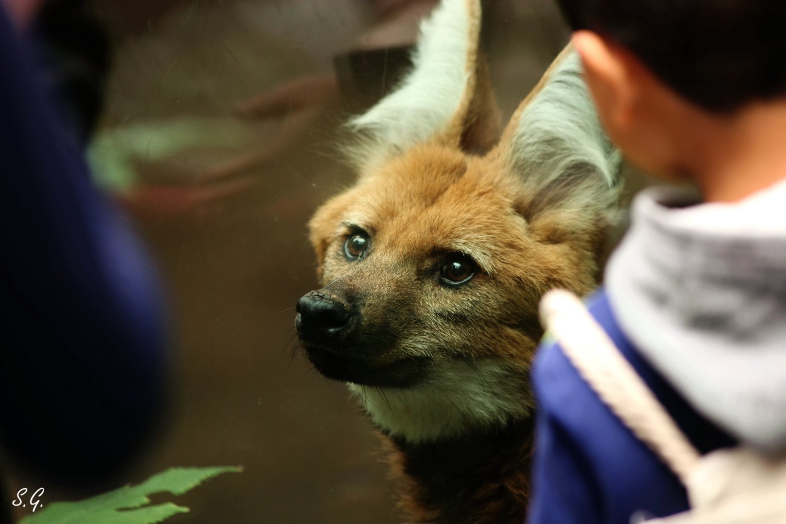 Maned wolf and visitors