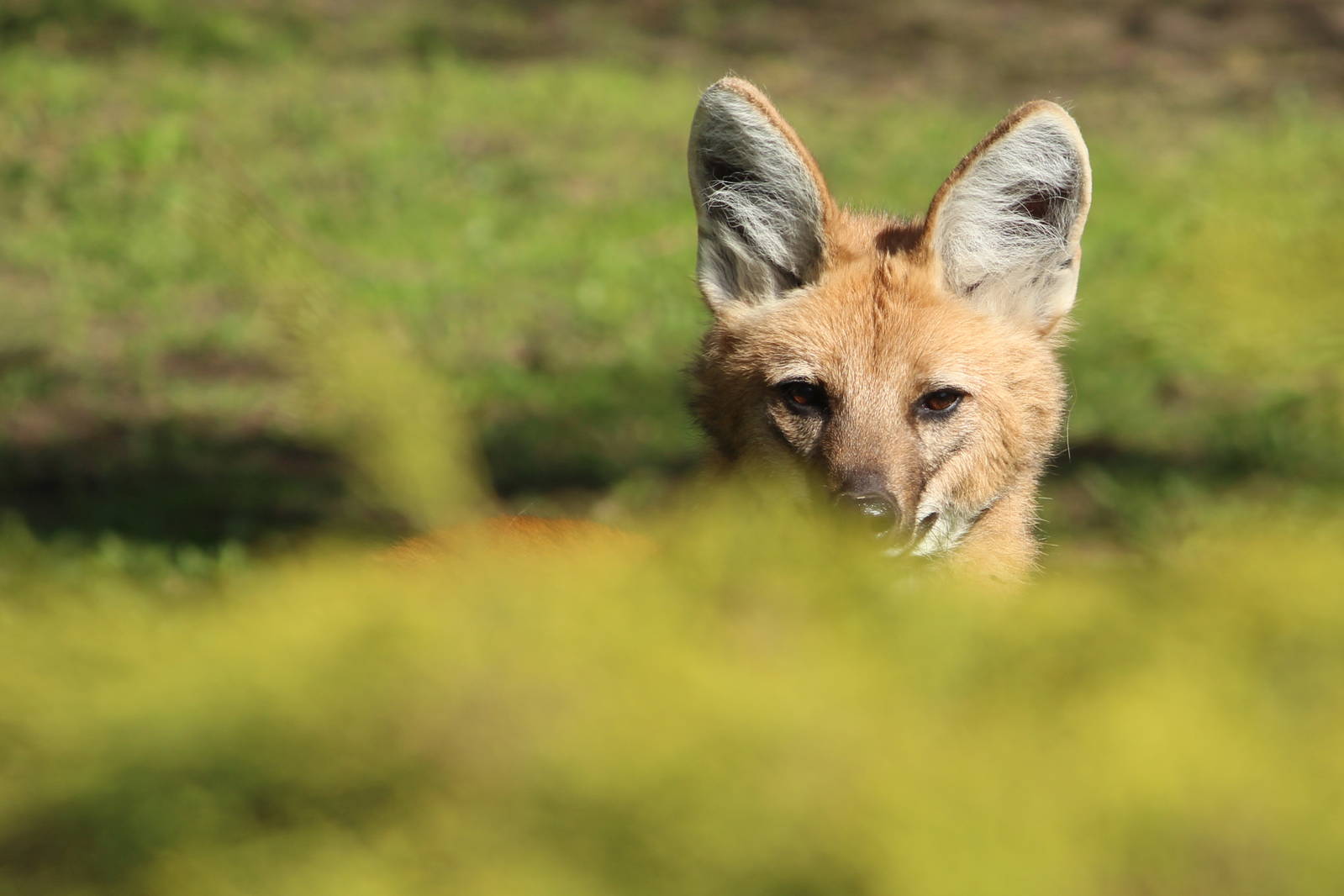 Maned wolf, April 2015