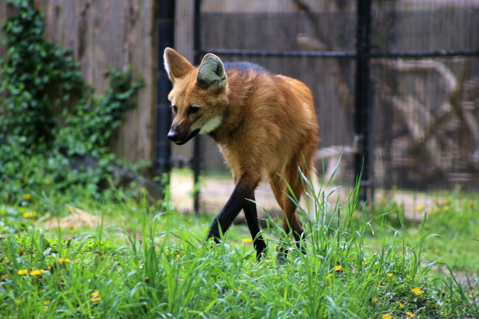 Maned Wolf, April 2018