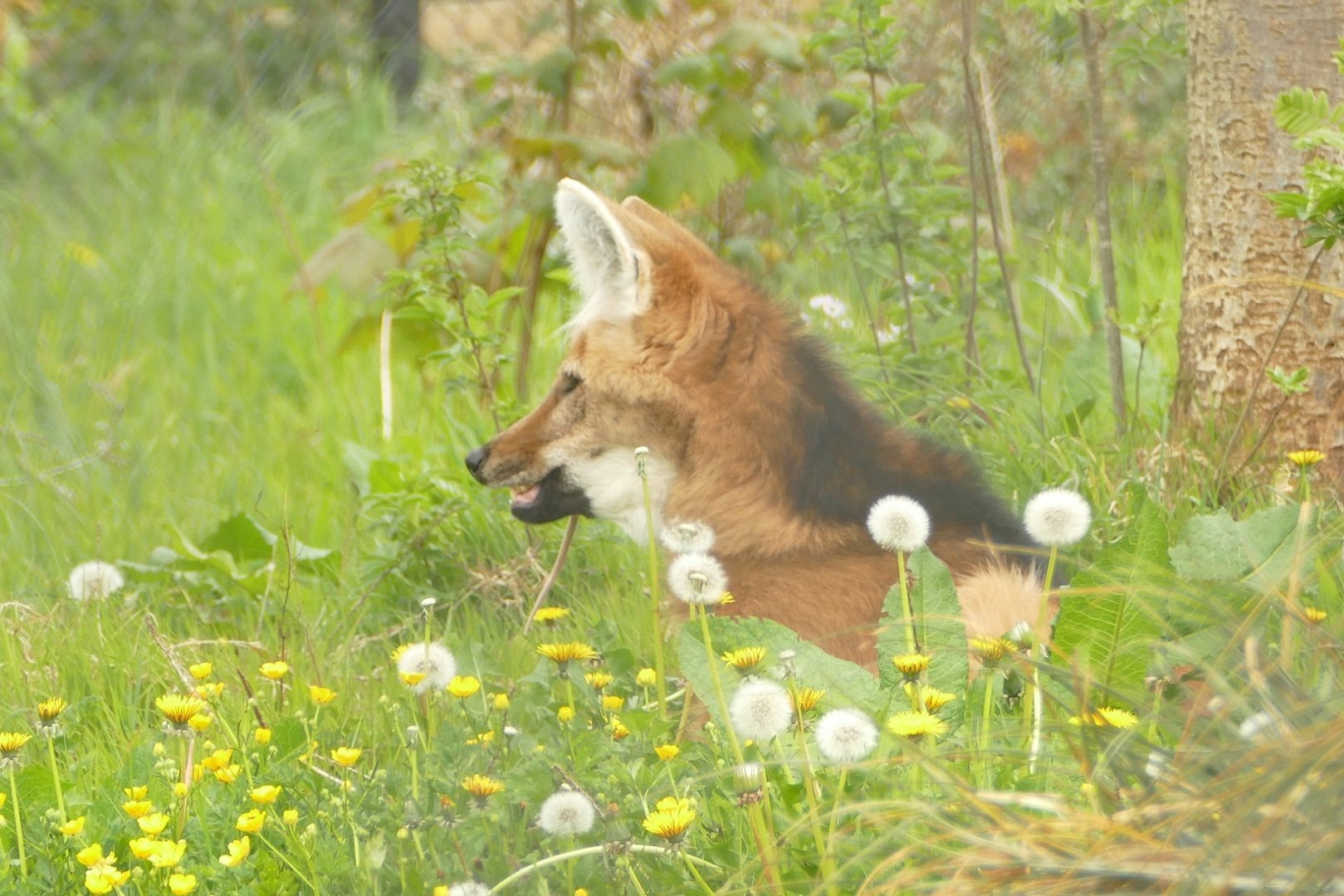 Maned wolf, April 2021