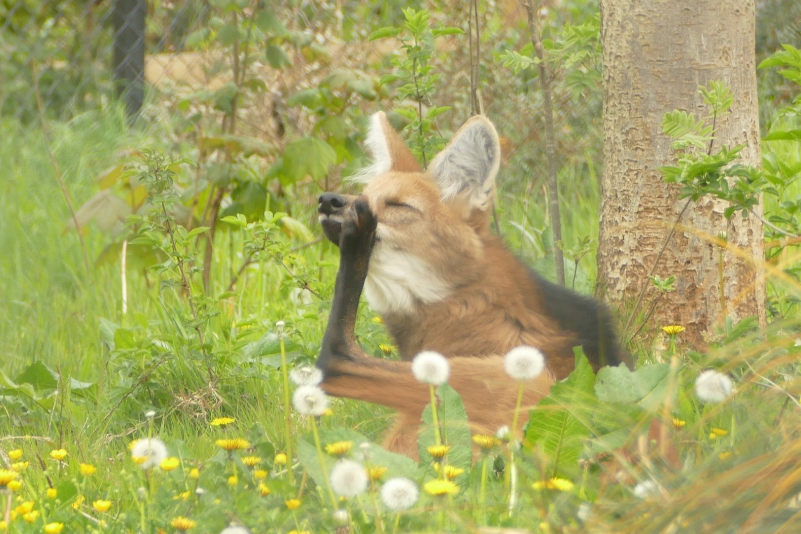 Maned wolf, April 2021