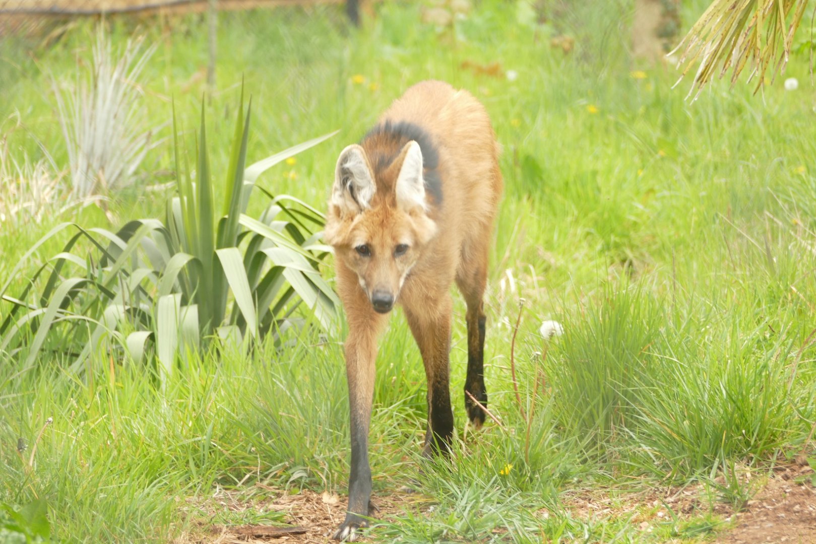 Maned wolf, April 2021