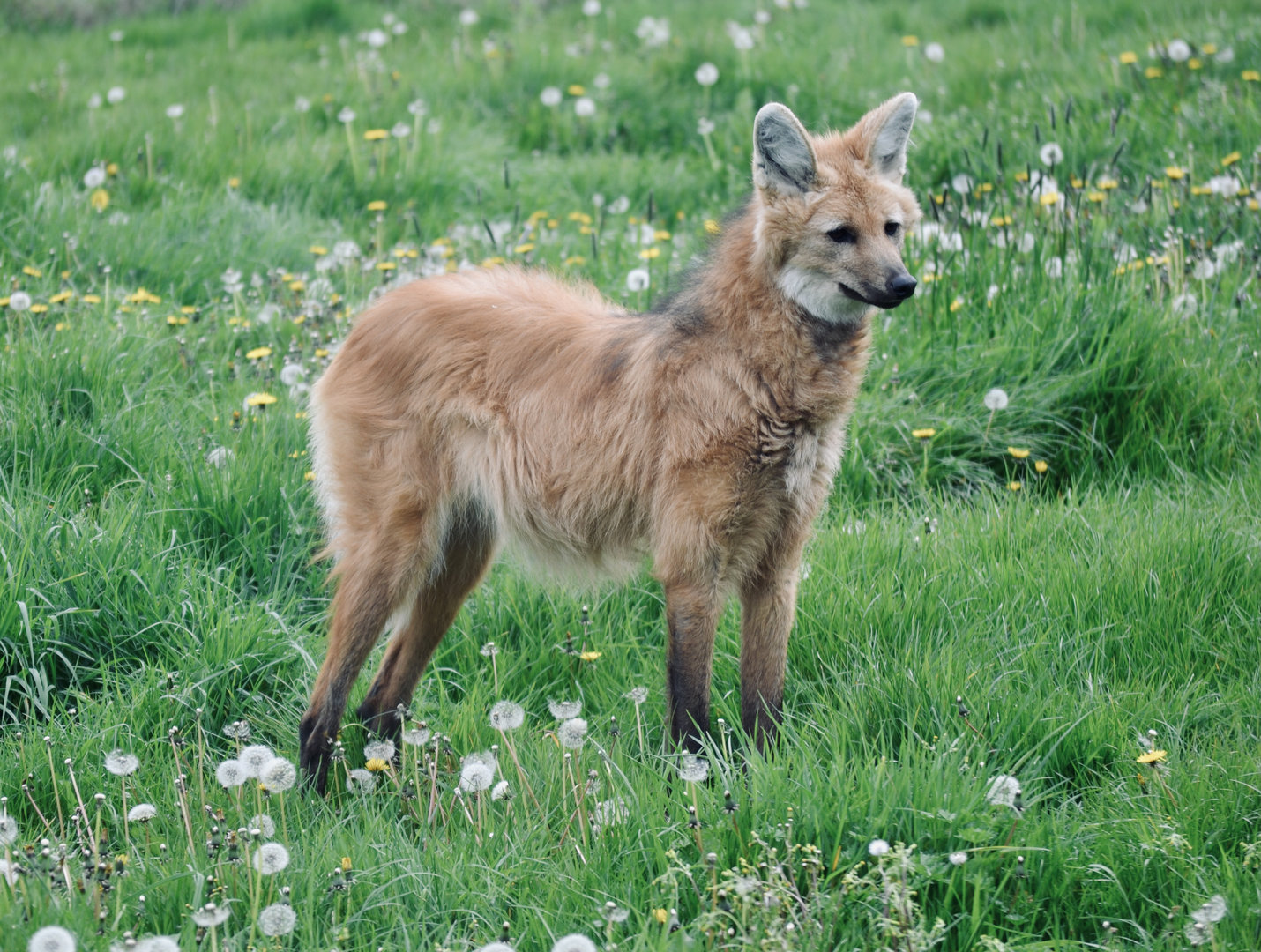 Maned Wolf - April 2023