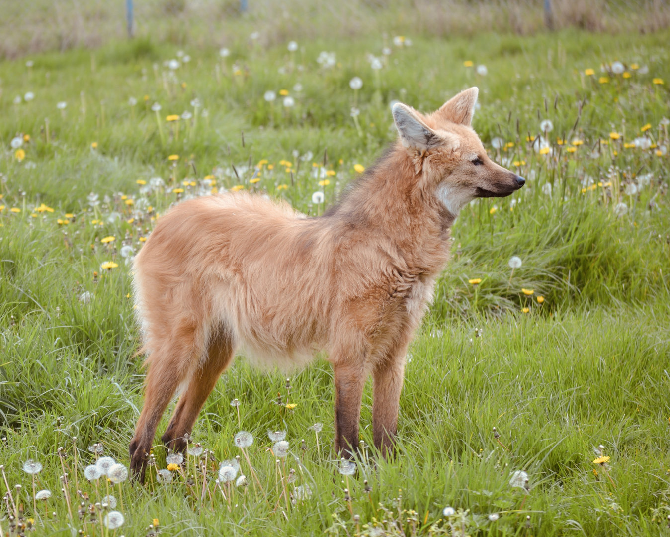 Maned Wolf - April 2023