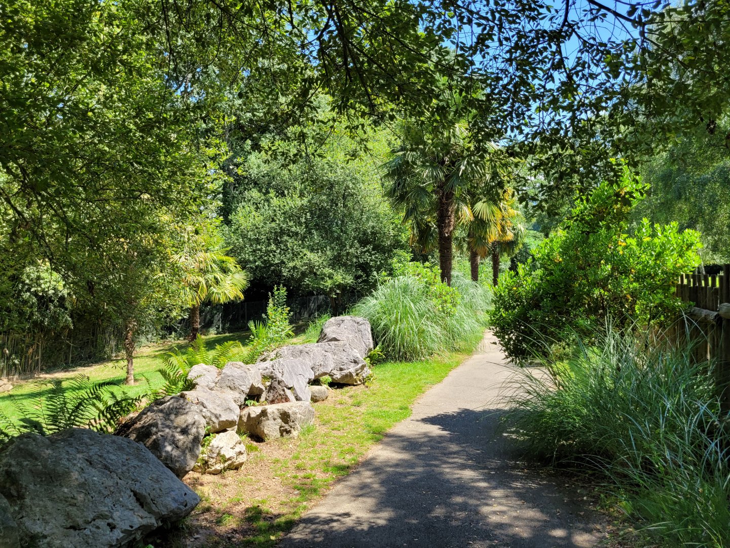 Maned wolf area view -Zoo d'Asson (2022)