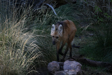 maned wolf at 7:13am