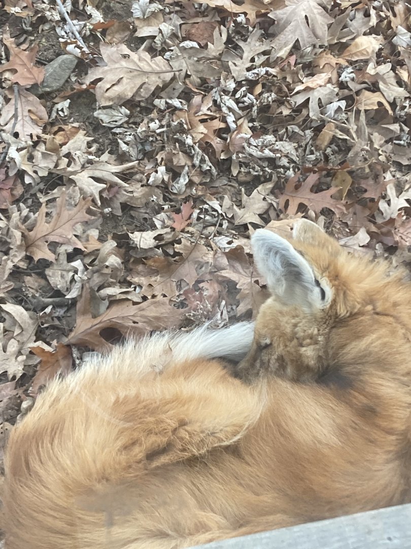 Maned Wolf at Beardsley Zoo 12/5/21