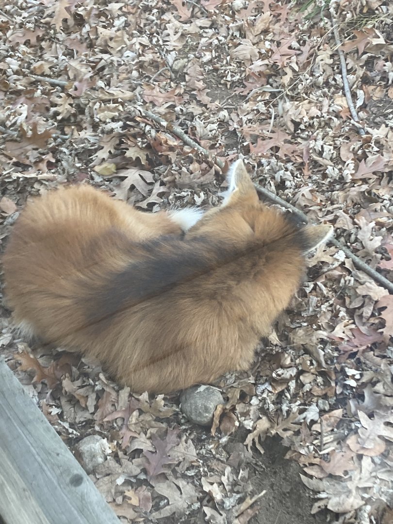 Maned Wolf at Beardsley Zoo 12/5/21