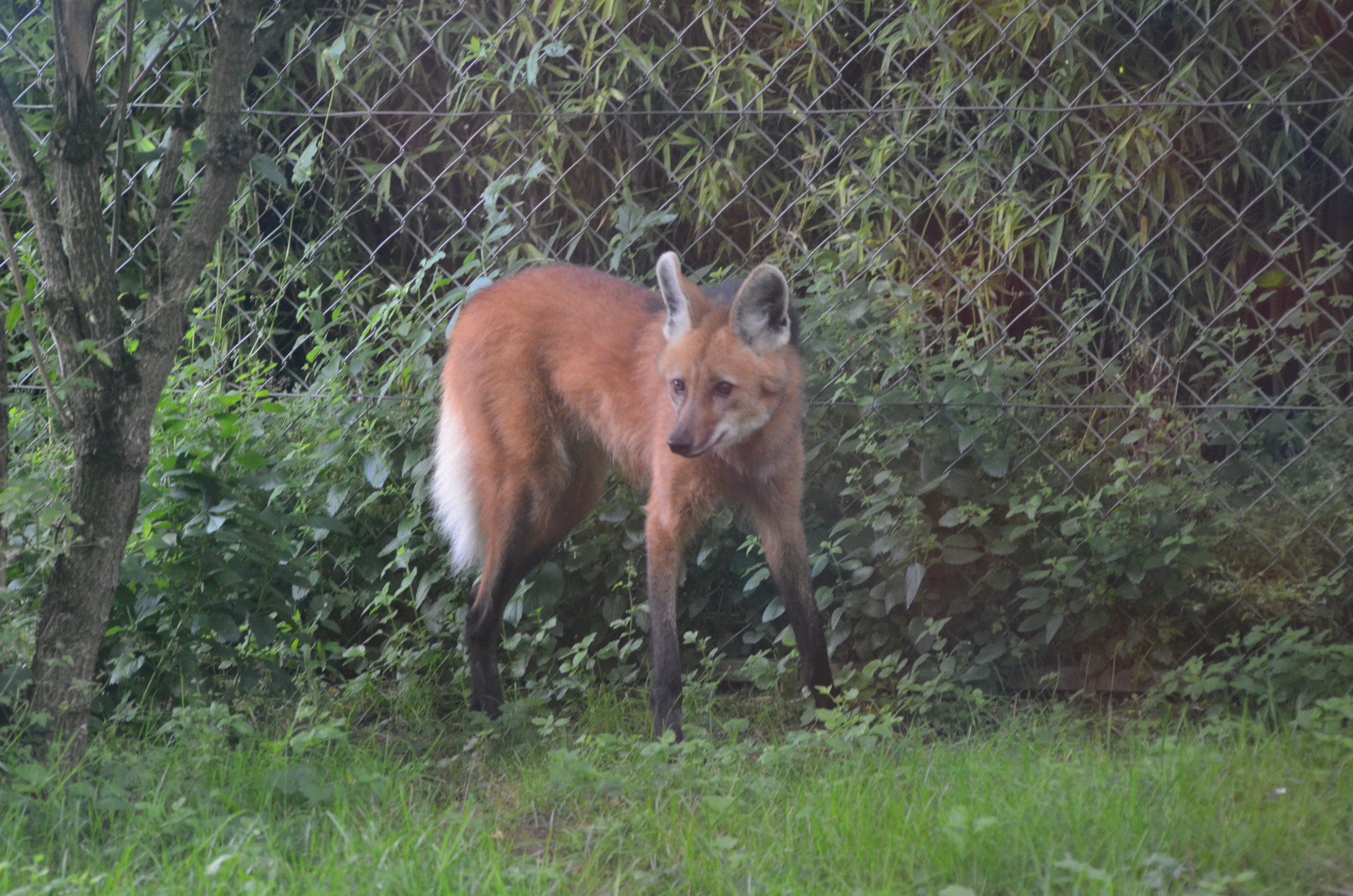 Maned Wolf at Doué-la-Fontaine, 15/06/18